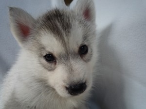 シベリアンハスキー