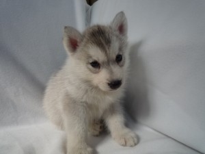 シベリアンハスキー　ぬいぐるみみたいにカワイイ　エスキモー　毛