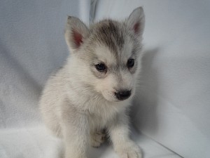 シベリアンハスキー　動物　ソリ　オオカミ　アラスカ