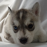 ブリーダー　子犬販売の専門店　AngelWan　シベリアンハスキー　神奈川県