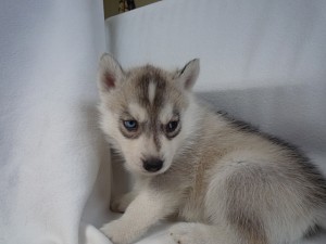 シベリアンハスキー　こいぬ　ブリーダー　ペットショップ　販売　オオカミ