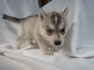 シベリアンハスキー　ブリーダー　ペット通販　飼いたい　大型犬