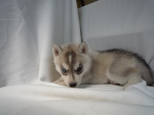 シベリアンハスキー　ペットショップ　横浜市　戸塚区　泉区　旭区　瀬谷区　港南区