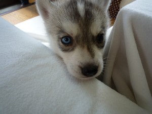 シベリアンハスキー　ホワイト＆シルバー　ブリーダー　こいぬ　出産情報　ペット　家族