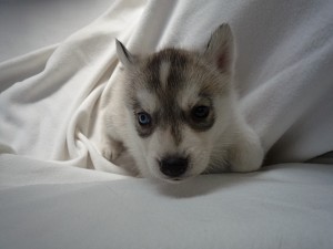 シベリアンハスキー　ブリーダー　人気　茨城　神奈川　ペットショップ　番犬