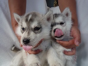 シベリアンハスキー　北極　アラスカ　南極　ソリ　寒い　オオカミ　