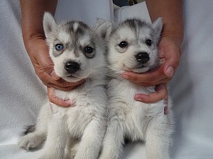 シベリアンハスキー　ブリーダー　子犬販売の専門店　AngelWan