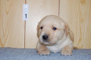 ラブラドールレトリバー ブリーダー 子犬販売 専門店 AngelWan 神奈川県 ラブラドールレトリバー 見学可 熊本県 神奈川県 九州 良血統 戸塚 瀬谷 港北