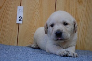 ラブラドールリトリバー 子犬 良血統 イエロー ブリーダー ラブラドールリトリバー 子犬販売の専門店 AngelWan ブリーダー 神奈川県