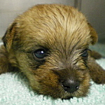 ミックス・ハーフ犬 こいぬ ノーフォークテリア ヨークシャーテリア MIX HALF 子犬