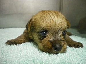 ミックス・ハーフ犬 子犬 レッド 女の子 茨城県のブリーダー 子犬販売専門店 AngelWan 神奈川県横浜市