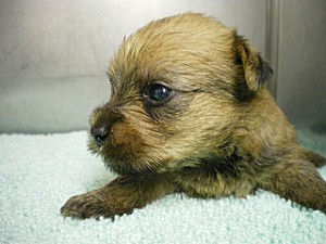 ミックス・ハーフ犬 子犬 レッド ♀ 茨城県のブリーダー 子犬販売の専門店 AngelWan 横浜市泉区 戸塚区 栄区
