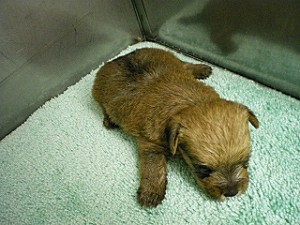 ミックス・ハーフ犬 子犬 レッド メス 茨城県のブリーダー 子犬販売専門 インターネット エンジェルワン 横浜市