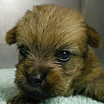 ミックス・ハーフ犬　茨城県のブリーダー　子犬販売専門店　AngelWan　神奈川県