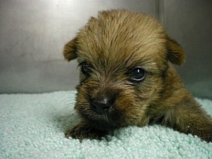 MIX　雑種　茨城県のブリーダー　子犬販売専門店　神奈川県　横浜市　相模原市