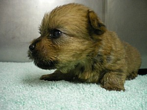 ノーフォークテリア　ヨークシャーテリア　ブリーダー　子犬　出産情報　ペット通販