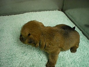 茨城県のブリーダー　子犬販売専門店　小型犬　横浜市戸塚区　泉区　旭区　南区