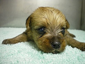 MIX　HALF　雑種犬　ブリーダー　子犬販売の専門店　エンジェルワン　横浜市泉区　購入