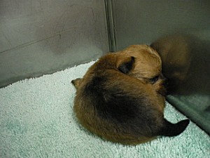 ブリーダー　子犬販売専門店　AngelWan　見学　テリア　珍しい　雑種　ミックス