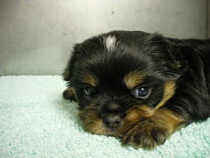 専門店　AngelWan　ブリーダー　雑種　純血　狆　ヨーキー　茨城県　神奈川県