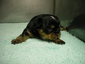 茨城県　MIX　神奈川県　狆　ヨークシャーテリア　子犬販売専門店　AngelWan