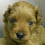 子犬販売の専門店　AngelWan　MIX　ハーフ　ブリーダー　茨城県　神奈川県