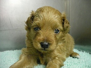 ブリーダー　子犬販売の専門店　AngelWan　ミックス　雑種　ハーフ　希少