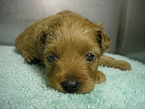 AngelWan　室内犬　小ぶり　MIX　ハーフ　雑種　飼い主様募集　珍しい　レア