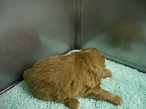 ブリーダー　こいぬ　専門　購入　飼い主　小ぶり　トイプー　ポメ　見学　初心者　