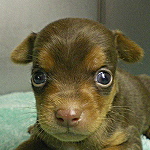 ブリーダー　ミックス　ミニチュア・ピンシャー　ロングコート・チワワ　ハーフ　雑種　子犬