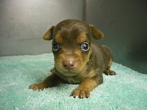 ブリーダー　子犬販売の専門店　AngelWan　ミックス　チワピン　雑種　ハーフ　MIX