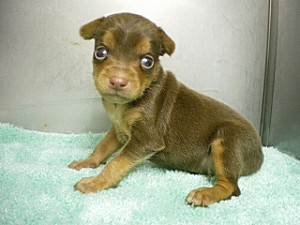 子犬販売の専門店　横浜　エンゼルワン　相模原　藤沢　鎌倉　小田原　湘南　川崎