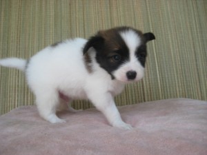 パピヨン　愛媛県のブリーダー　子犬販売の専門店　神奈川県　横浜市　泉区　戸塚区