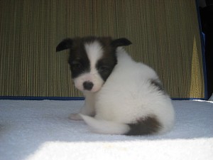 愛媛県のブリーダー　子犬販売の専門　立ち耳　ふわふわ　サラサラ　飾り毛