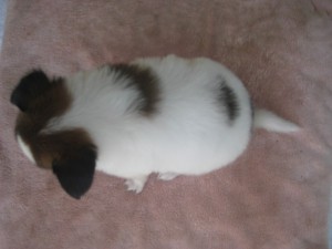 パピヨン　子犬販売　ブリーダー　柄良し　ブレーズ　番犬　エレガント　魅力