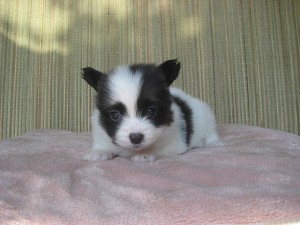 パピヨン　子犬販売専門店　AngelWan　トライ　オス　神奈川県