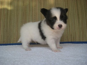 パピヨン　子犬販売専門店　AngelWan　横浜　相鉄線　市営地下鉄　東海道線　JKC