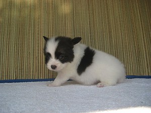 パピヨン　ブリーダー出産情報　子犬販売　ペット通販　ショップ　安心　信頼　実績