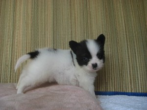 パピヨン　蝶々　オス　トライ　ブリーダー　子犬販売　専門店　横浜　川崎　藤沢　相模原