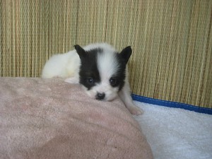 子犬販売専門店　エンジェルワン　横浜　パピヨン　小ぶり　トライ　男の子