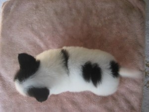 パピヨン　子犬　ペット販売　小ぶり　四国　愛媛県　東京　神奈川　千葉　埼玉