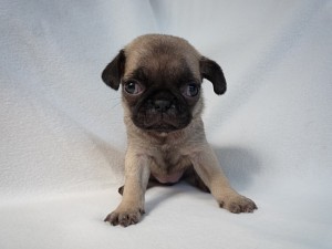 パグ　ブリーダー　子犬販売の専門店　AngelWan　横浜　極小