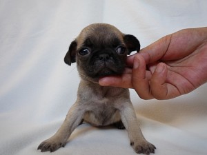 PUG　ぶさかわ　子犬　ブリーダー　ペット通販　横浜市泉区　戸塚区　旭区