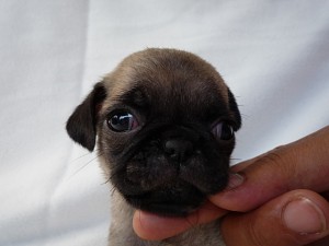 パグを飼いたい　初心者　散歩　健康　血統