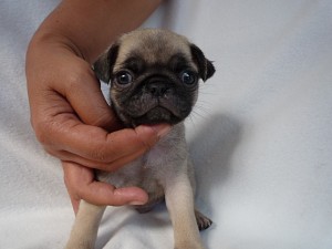 PUG こいぬ ブリーダー ペットショップ AngelWan 横浜 ブサカワ ブヒ 鼻ぺちゃ つぶれ顔 愛嬌 JKC