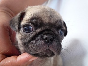 パグ お目目くりくり しわくちゃ つぶれ顔 パグ ブリーダー こいぬ 購入 飼いたい 神奈川県 茨城県 見学可