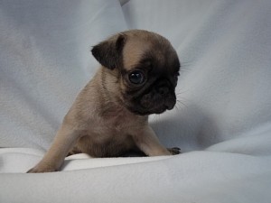 パグ かわいい 小ぶり 遊び好き 明るい 子犬 PUG 垂れ耳 コンパクト ブリーダー 子犬販売の専門店 AngelWan