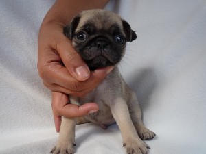 パグ フォーン 男の子 ぶさかわ ブヒ パグ 小ぶり ブヒ ブリーダー ペットショップ