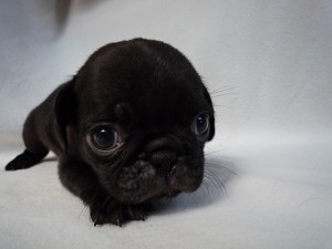 ブリーダー　TV出演　アイドル　モデル　天才！志村どうぶつ園　ロケ　収録