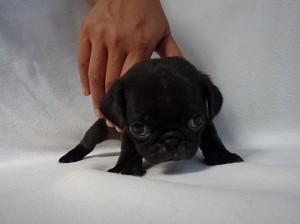パグ犬　黒　小ぶり　お目目くりくり　しっぽ　ぶさいく　鼻ぺちゃ　BUHI